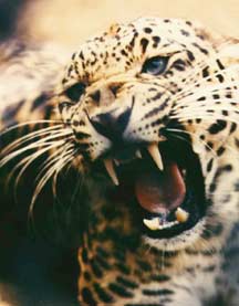 leopard-snarl