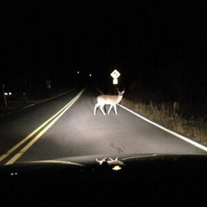 deer in headlights - Dr. Jim Taylor